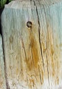 Wood texture closeup of a rustic weathered tree stump