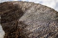 Close-up cut of wood. The pine tree trunk in cross section Royalty Free Stock Photo