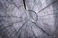 Close up of cut wood stump, natural texture of tree ring Royalty Free Stock Photo