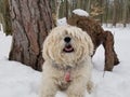 Close up of a Cute Adorable Shaggy Snorkie Dog with Long Fur Covering Eyes outside in Snowy Forest Royalty Free Stock Photo