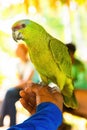 Close-up cute amazon green parrot portrait