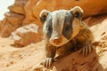 Close up of a Cute American Badger Taxidea taxus in a Desert Environment with Vivid Orange Rocks and Blue Sky Background