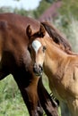 Close up of a cute arabian breed foal Royalty Free Stock Photo