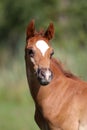 Close up of a cute arabian breed foal Royalty Free Stock Photo