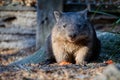 Close up of a cute Australian Wombat