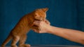 CLOSE UP Cute baby cat grabs its owner hand with sharp little claws and bites it