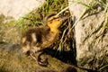 Close-up of cute baby duck swimming in the lake #3 Royalty Free Stock Photo