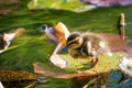 Close-up of cute baby duck swimming in the lake #4 Royalty Free Stock Photo