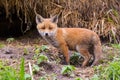 Close-up cute baby red fox cub vulpes standing