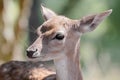 Portrait of a bambi deer