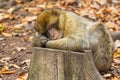 Close-up of cute barbary ape monkey macaca sylvanus