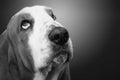 Close up of cute basset hound dog head looking up in black and white Royalty Free Stock Photo