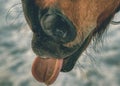 Close up of cute bay horse nose and mouth. Brown horse