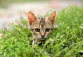 Bengal kitten in the garden.