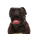 Close up of cute black boxer yawning with mouth open