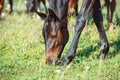 Close-up of a cute black-brown foal in the herd Royalty Free Stock Photo