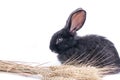 Close-up of cute black rabbit of white background Royalty Free Stock Photo