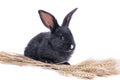 Close-up of cute black rabbit of white background Royalty Free Stock Photo