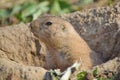 Close Up of Cute Black Tailed Prairie Dog Looking from Burrow Portrait Royalty Free Stock Photo