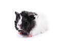 Close up of a cute black and white guinea pig Royalty Free Stock Photo