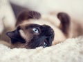 Close up of a cute blue-eyed siamese cat lying on a fluffy plaid