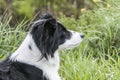 Colose up of a cute border collie