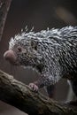 Close-up of a cute Brazilian Porcupine Royalty Free Stock Photo