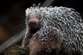 Close-up of a cute Brazilian Porcupine