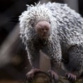 Close-up of a cute Brazilian Porcupine Royalty Free Stock Photo