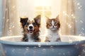 Close up of cute breed dog and cat look out of the bath