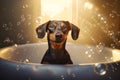 Close up of cute breed dog looks out of the bath