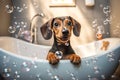 Close up of cute breed dog looks out of the bath. Sweet puppy washes and swims