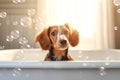 Close up of cute breed dog looks out of the bath. Sweet puppy washes and swims