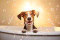 Close up of cute breed dog looks out of the bath. Sweet puppy washes and swims