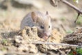 Close-up of a cute brown-grey mouse pausing while looking for food