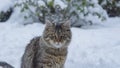 CLOSE UP: Cute brown house cat looks around the backyard during a snowstorm.
