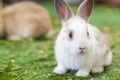 A close up of a cute bunny rabbit