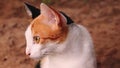 Close Up Cute Calico Cat