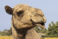 Cute Camel Face