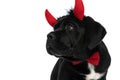 Cute cane corso dog wearing devil horns