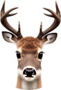 Close-up of a cute cartoon Marsh Deer Icon.