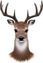 Close-up of a cute cartoon Marsh Deer Icon.