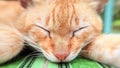 Close up of cute cat face during sleep Royalty Free Stock Photo