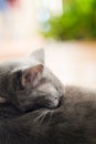 Close up cute cat lying sleeping with blurred background Royalty Free Stock Photo