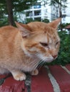 Close up of cute cat in the park and blurred background. Royalty Free Stock Photo