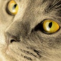 Close-up of a cute cat`s face with gorgeous yellow eyes. Royalty Free Stock Photo