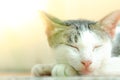 Close-up of cute cat sleeping and bright lighting