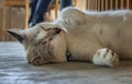 Close-up of Cute cat sleeping comfortable on concrete floor. Cute cat on sleep time Royalty Free Stock Photo