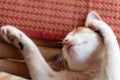 Cute cat sleeping on the mat Royalty Free Stock Photo