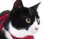 Close up of a cute cat wearing red scarf Royalty Free Stock Photo